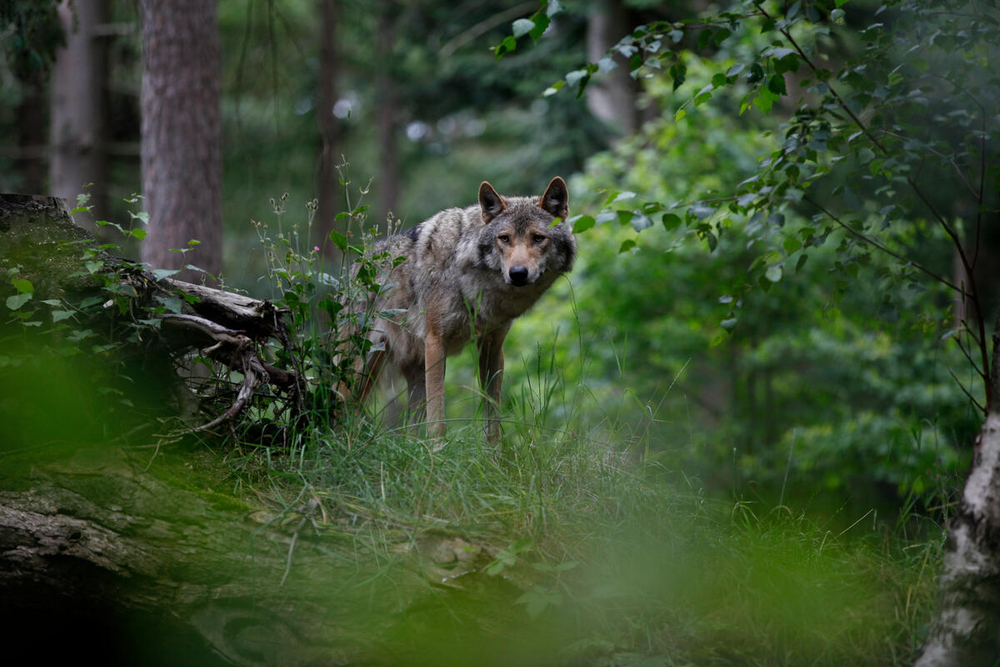 Europese wolf in het gras tussen de bomen