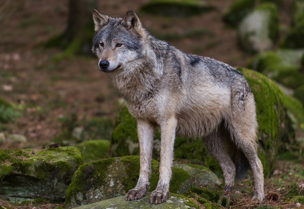 Wolf staat in het bos