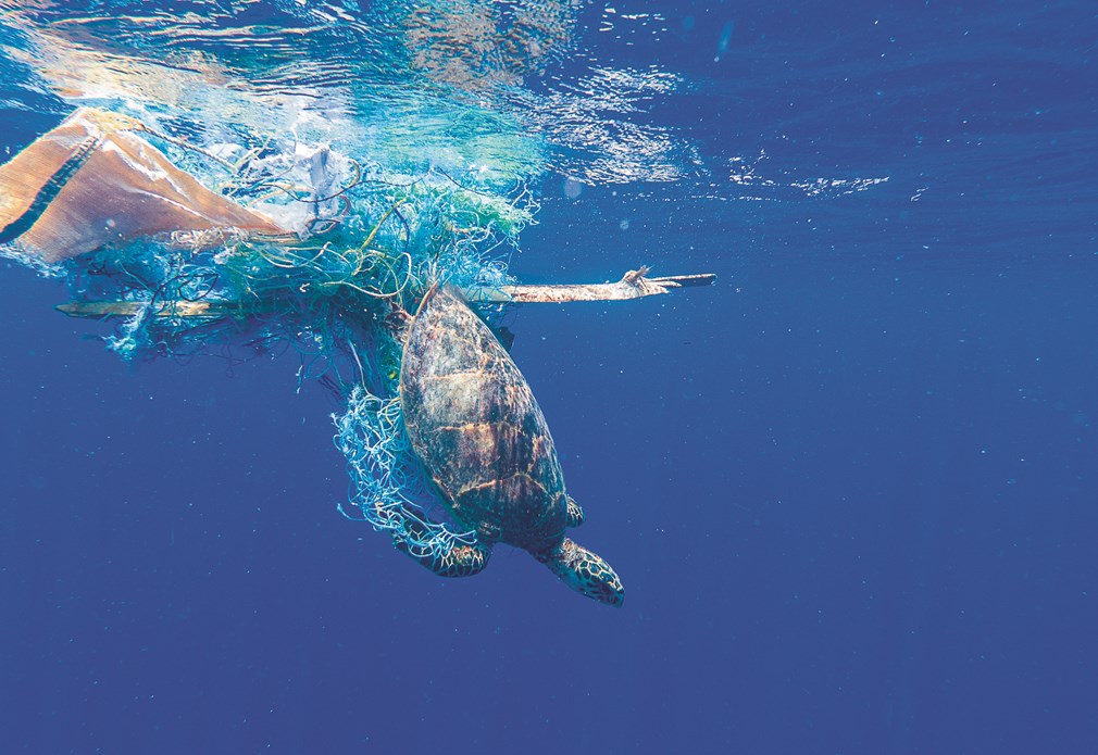 Zeeschildpad ontsnapt uit net