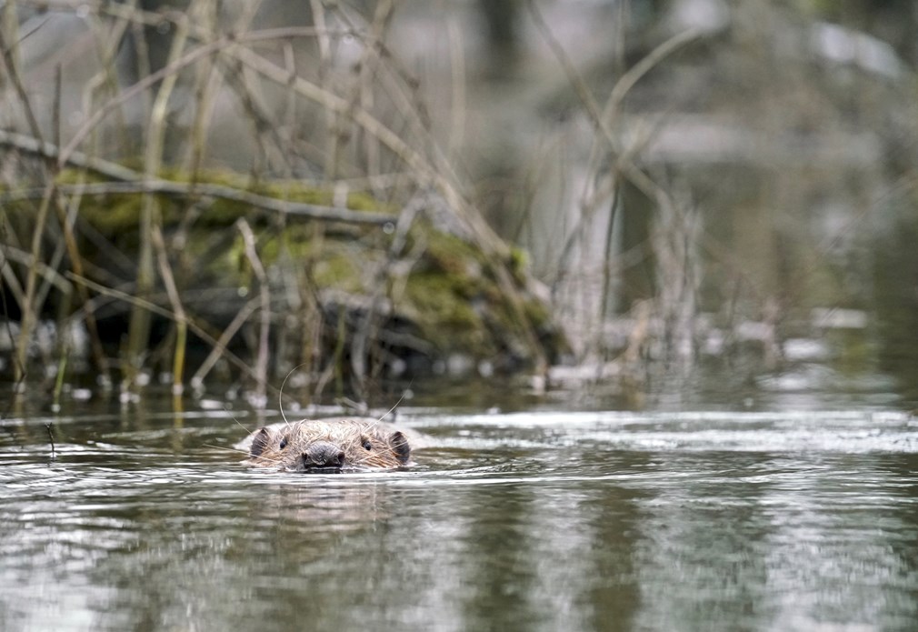 Bever zwemt, kop boven water, Biesbosch