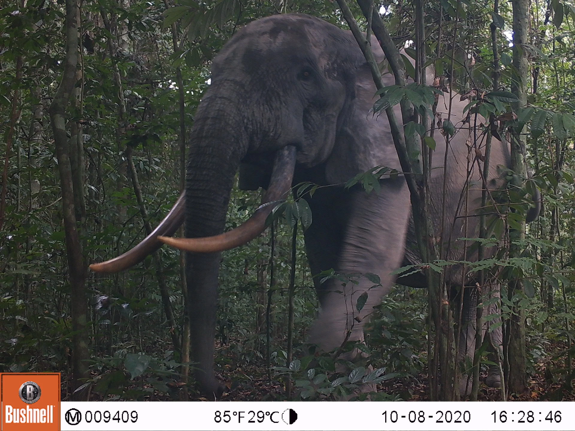 Cameravalfoto bosolifant