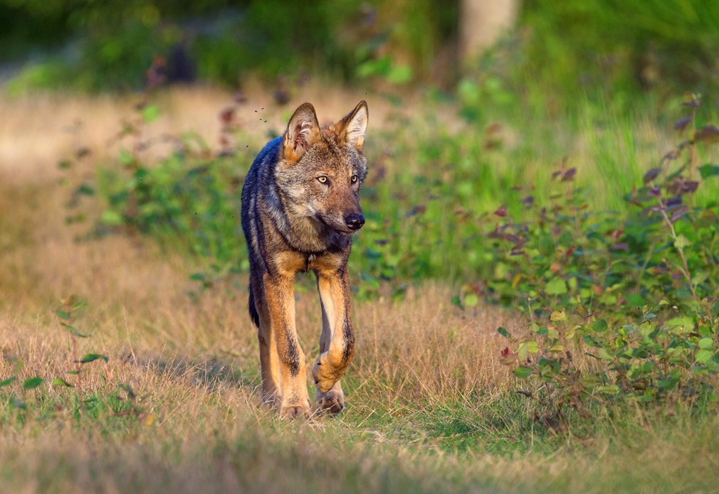 Wat doen dieren tegen de hitte? | WWF Rangers | Kom in actie