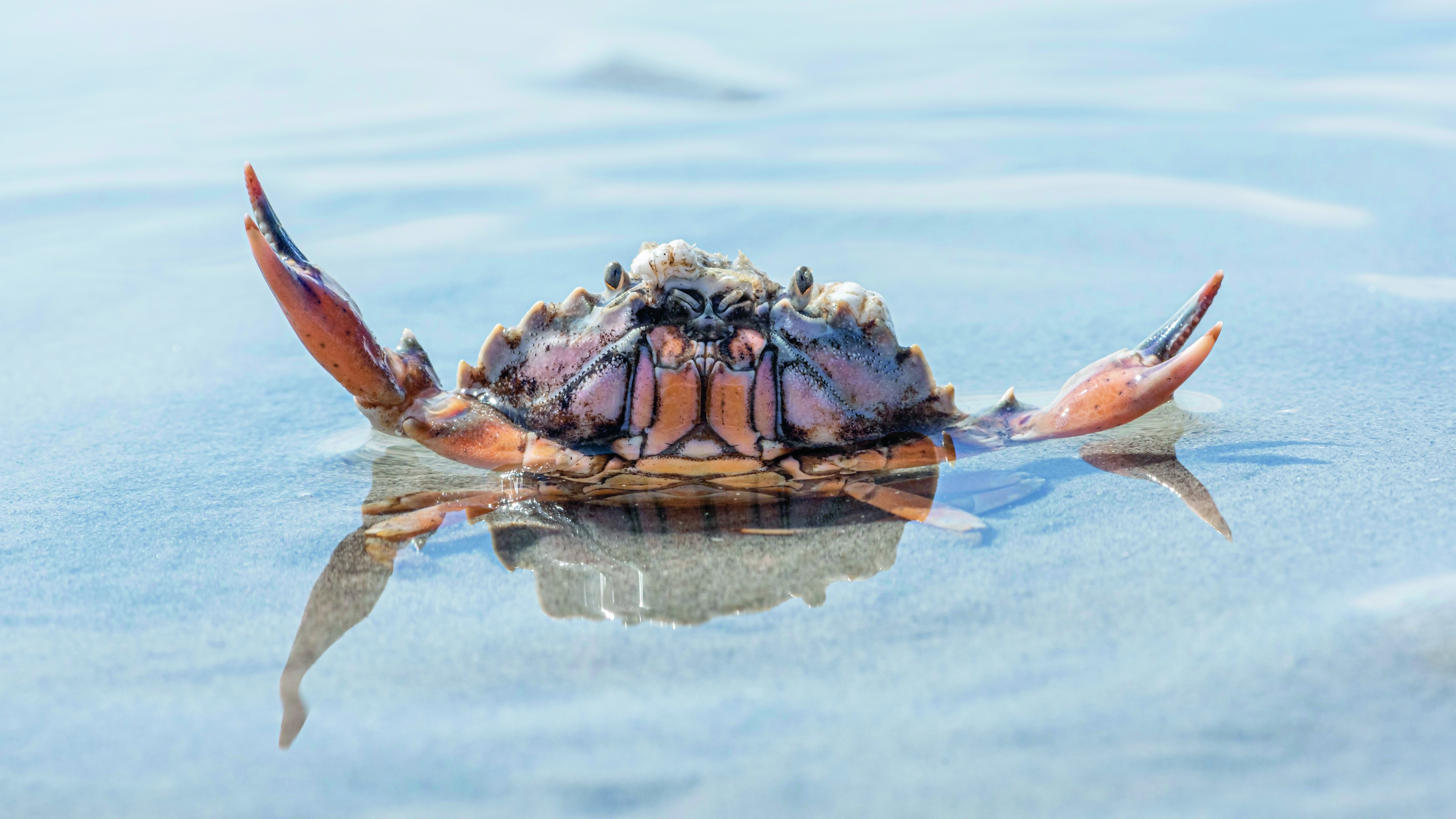 krab steekt boven water uit