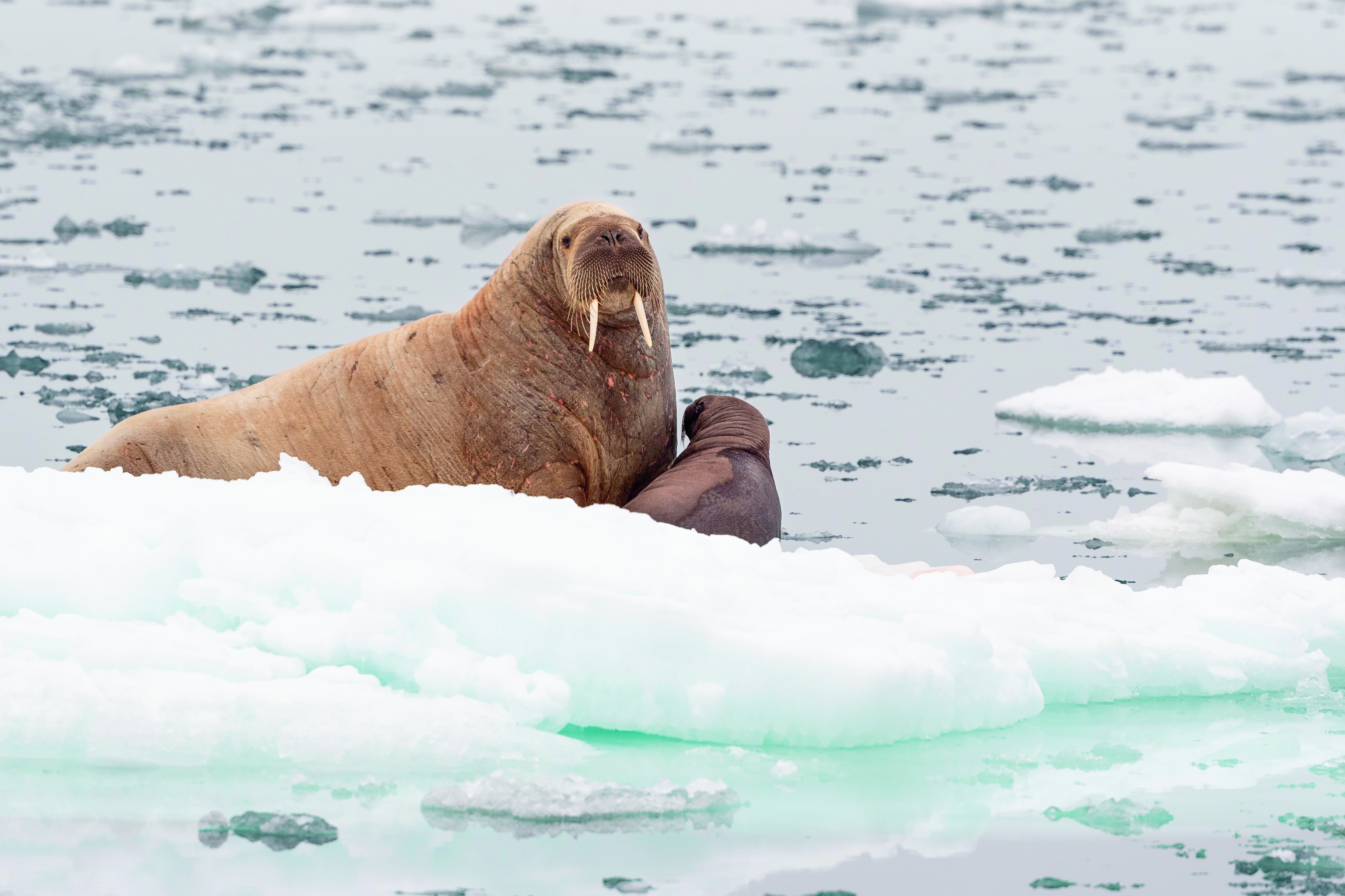 Een vrouwelijke walrus en zijn jonge nakomelingen op een ijsschots