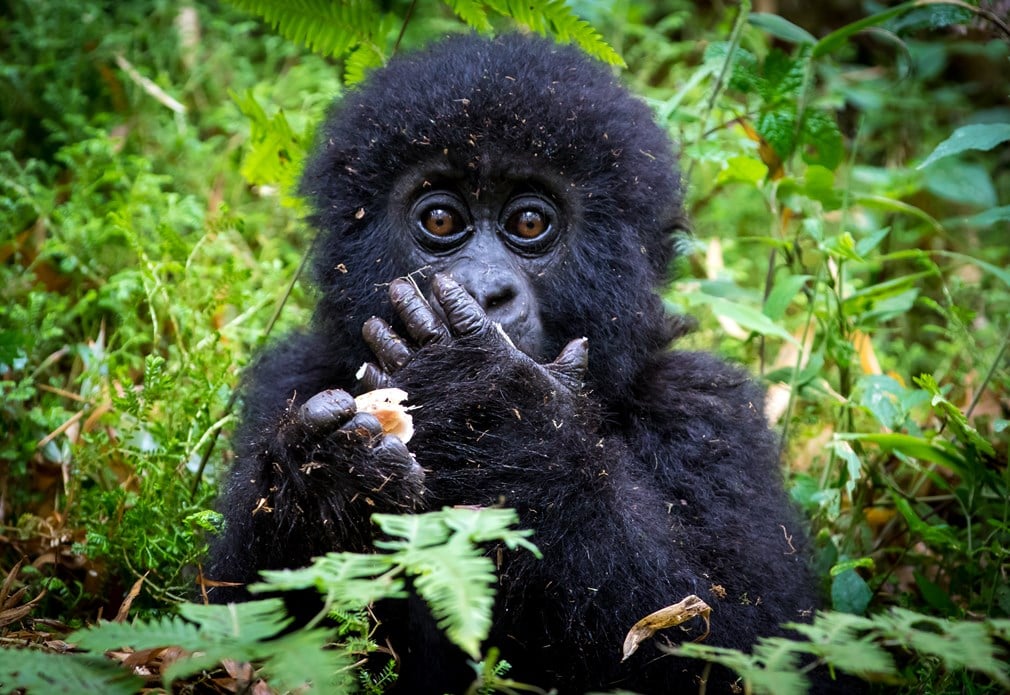 Baby gorilla met hand voor zijn mond