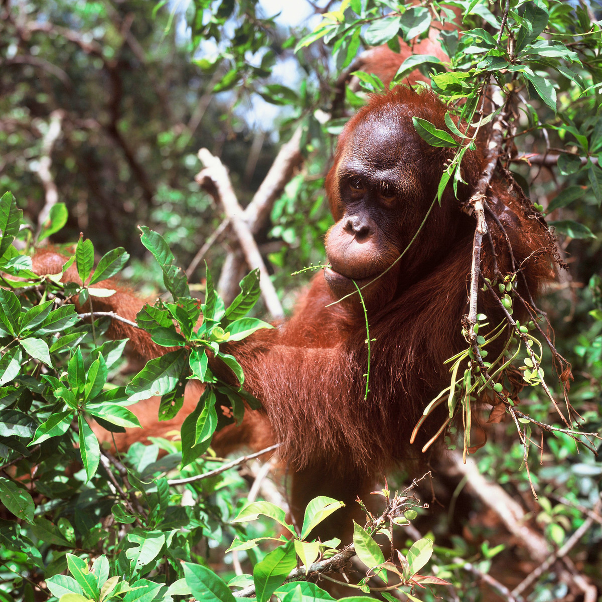 Orang-oetan in de zon