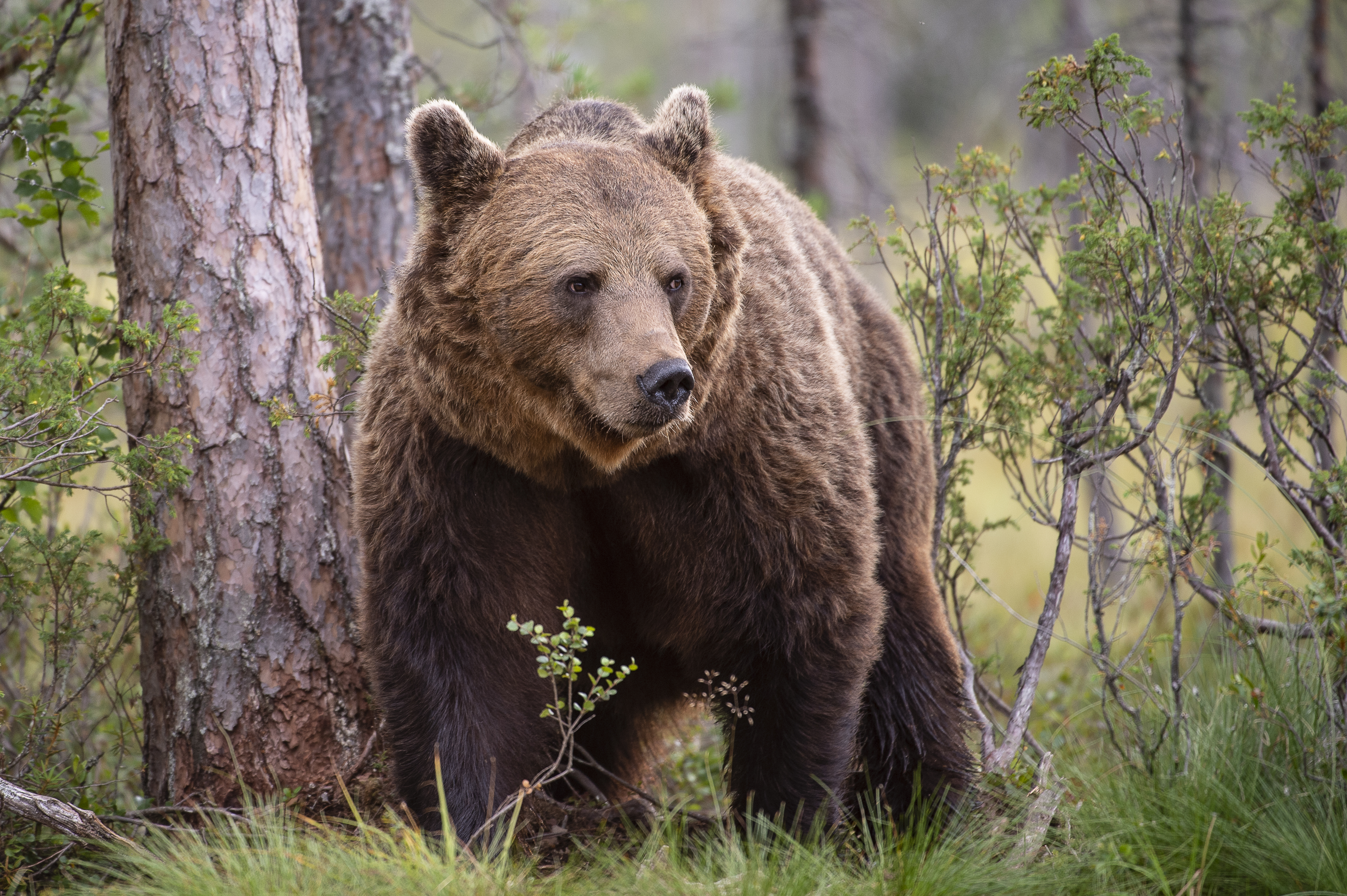 Bruine beer in het bos