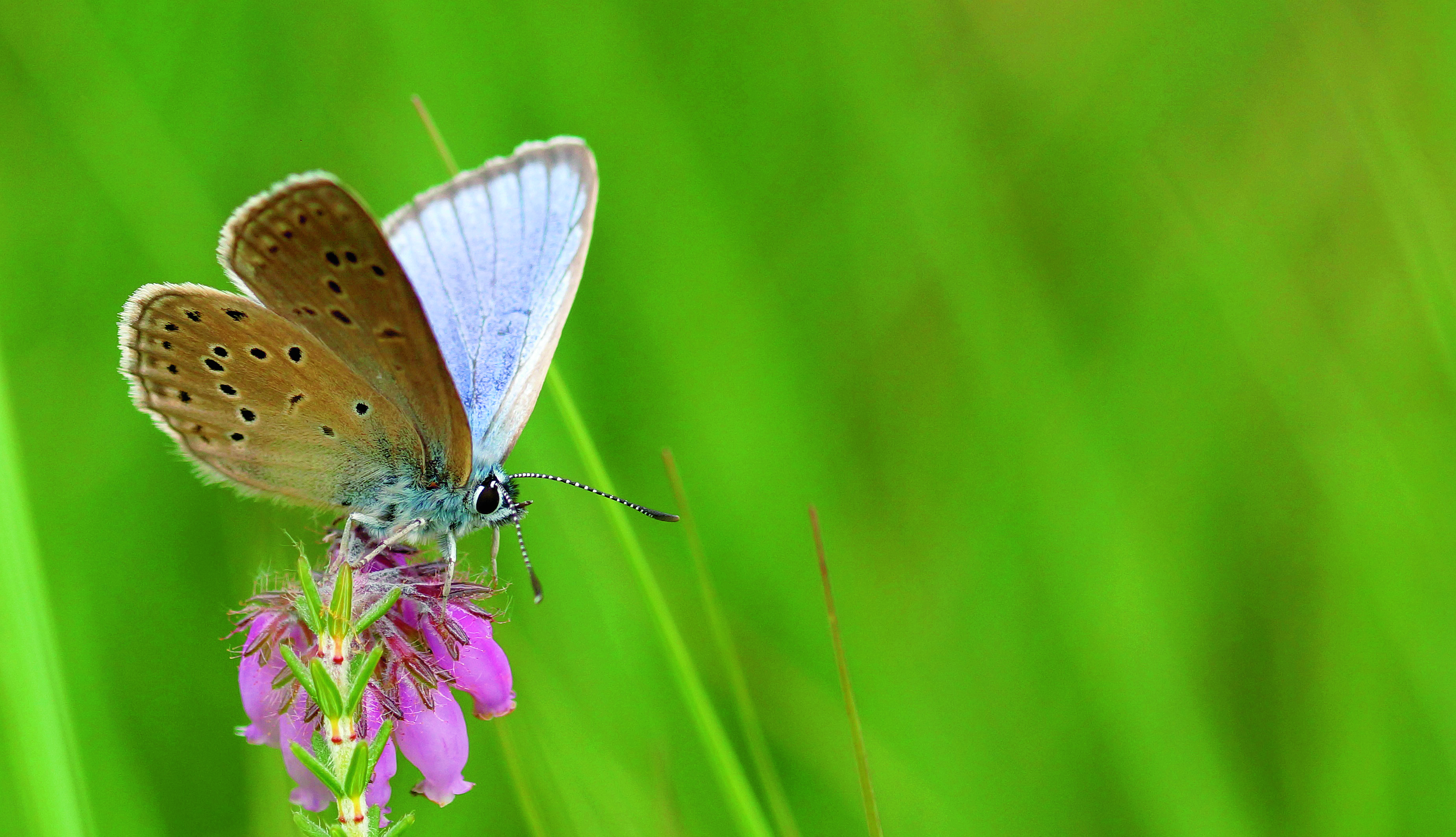 Gentiaanblauwtje vlinder