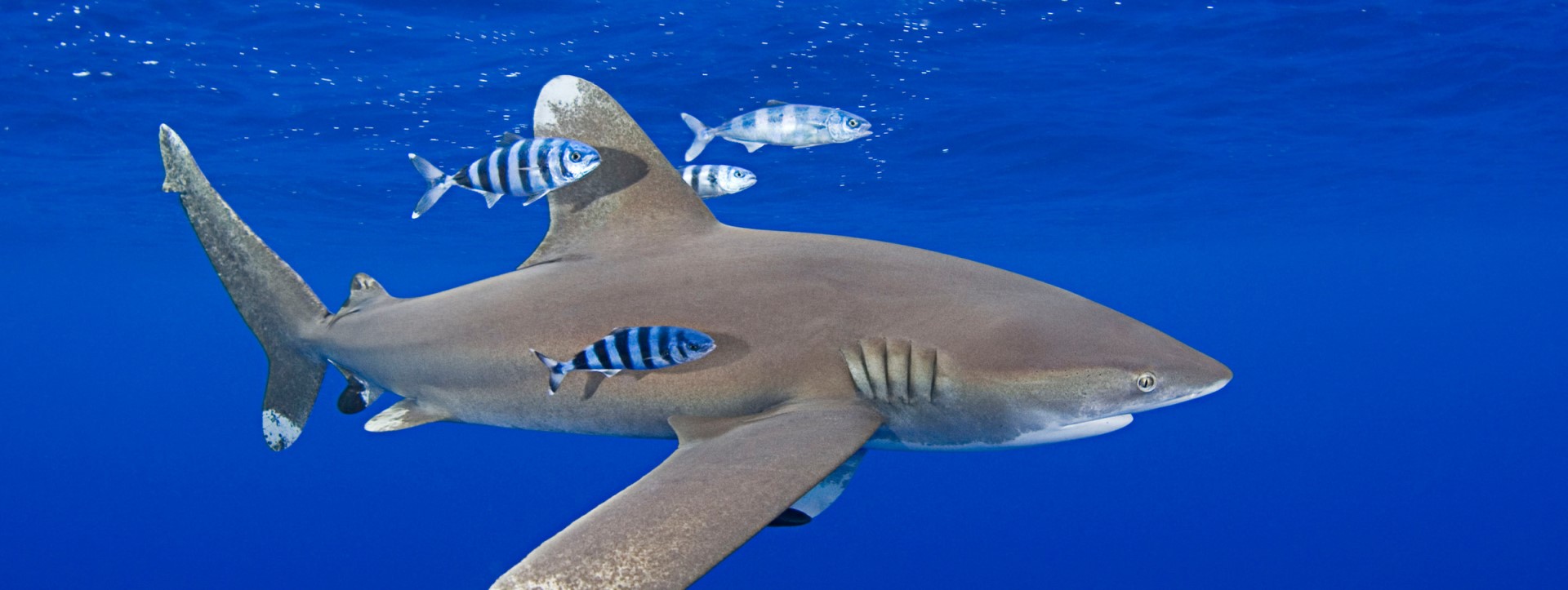 Haai zwemt met vissen