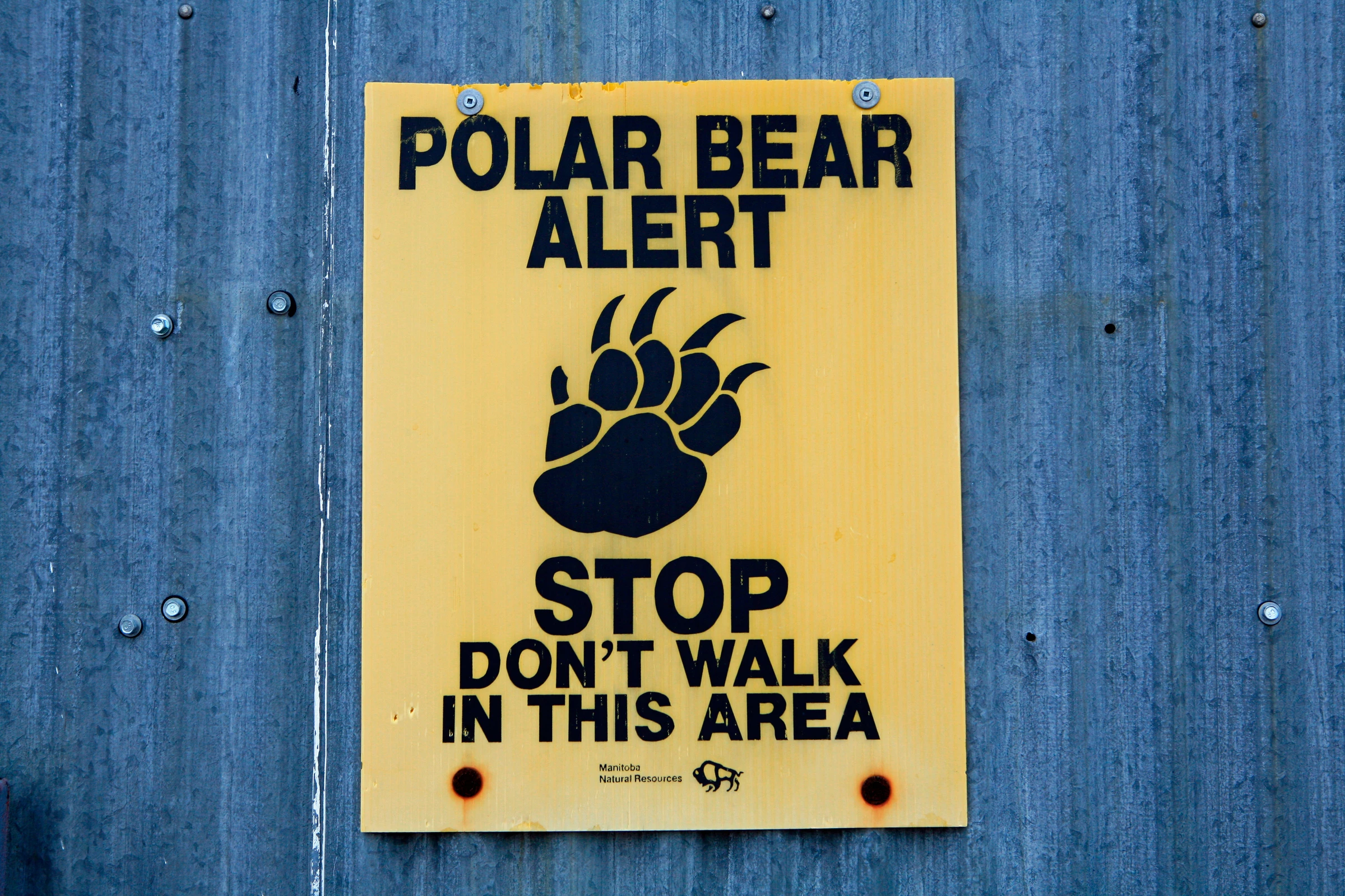 Waarschuwing ijsbeer WW198322