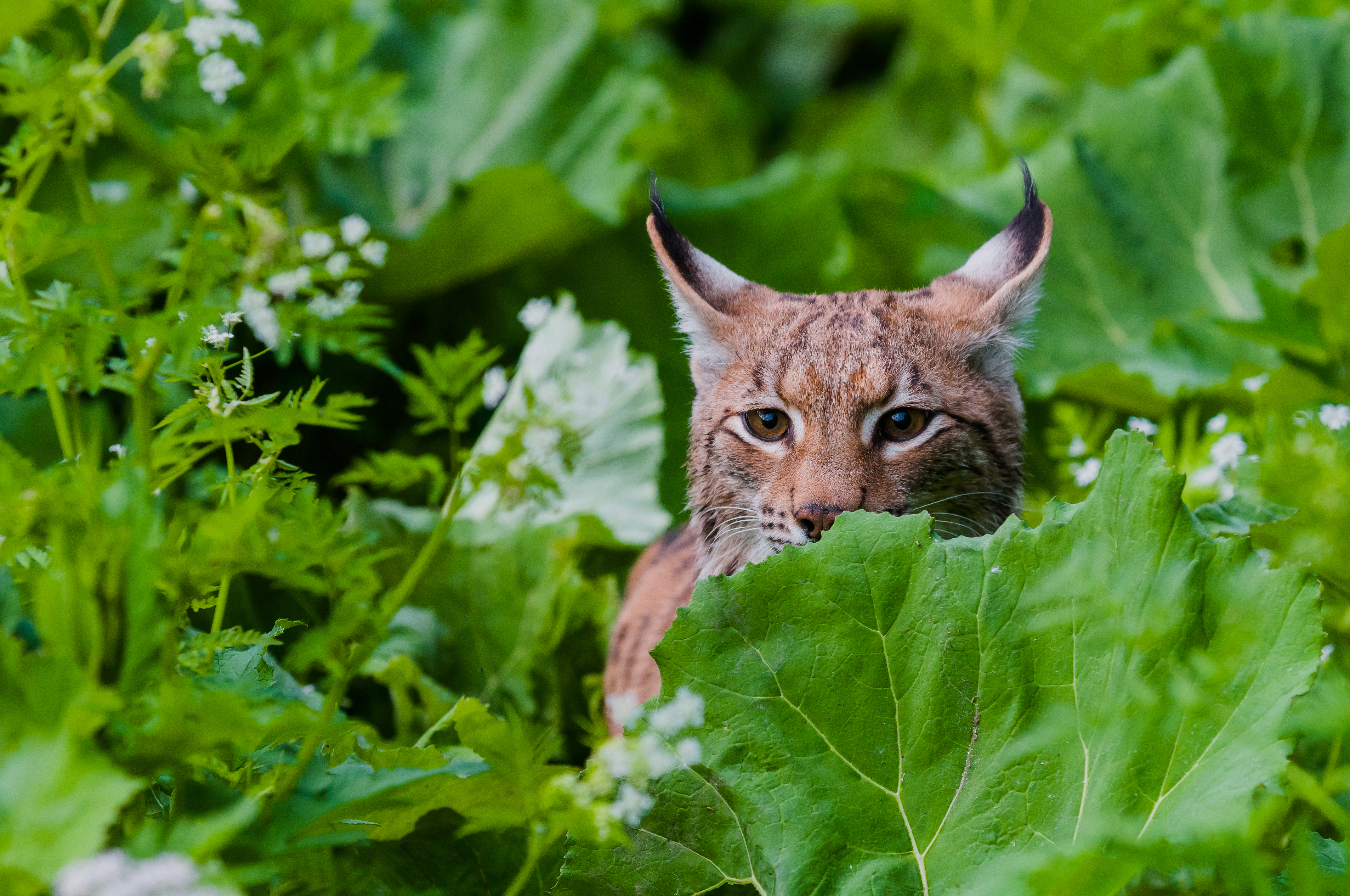 Een jagende lynx
