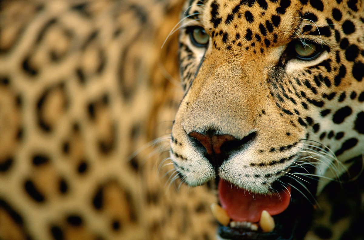 Jaguar close-up