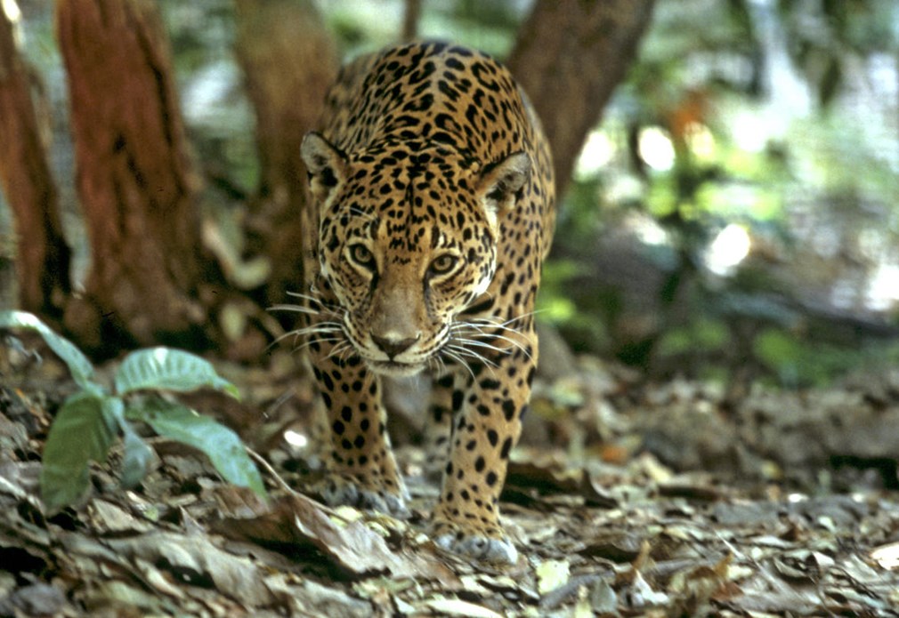 Jaguar loopt door het bos