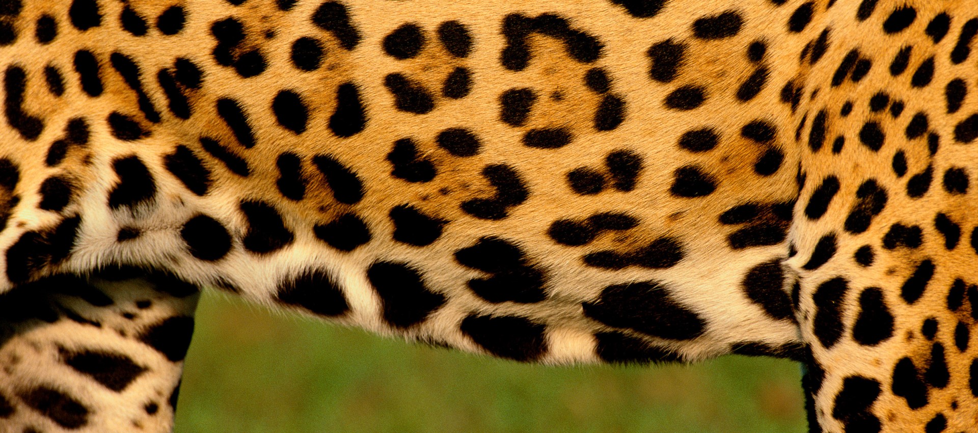 Jaguar print
