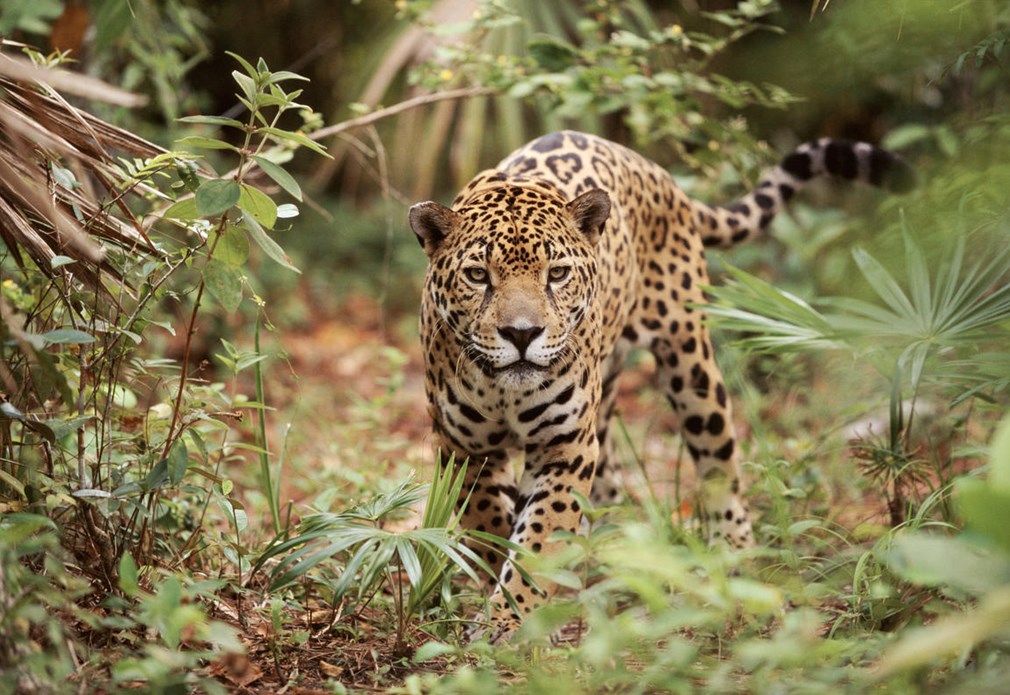 Close-up jaguar
