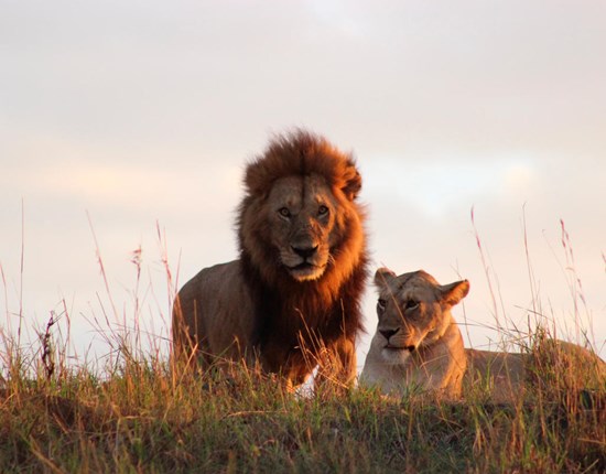 Twee leeuwen in het gras