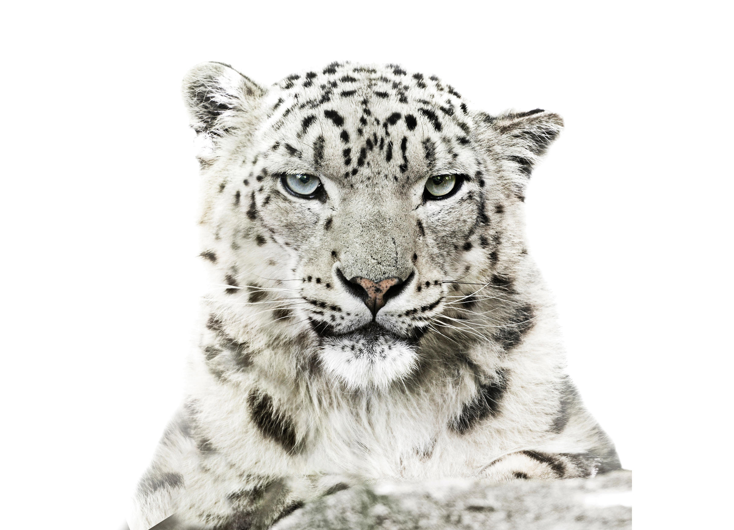 Sneeuwluipaard portret