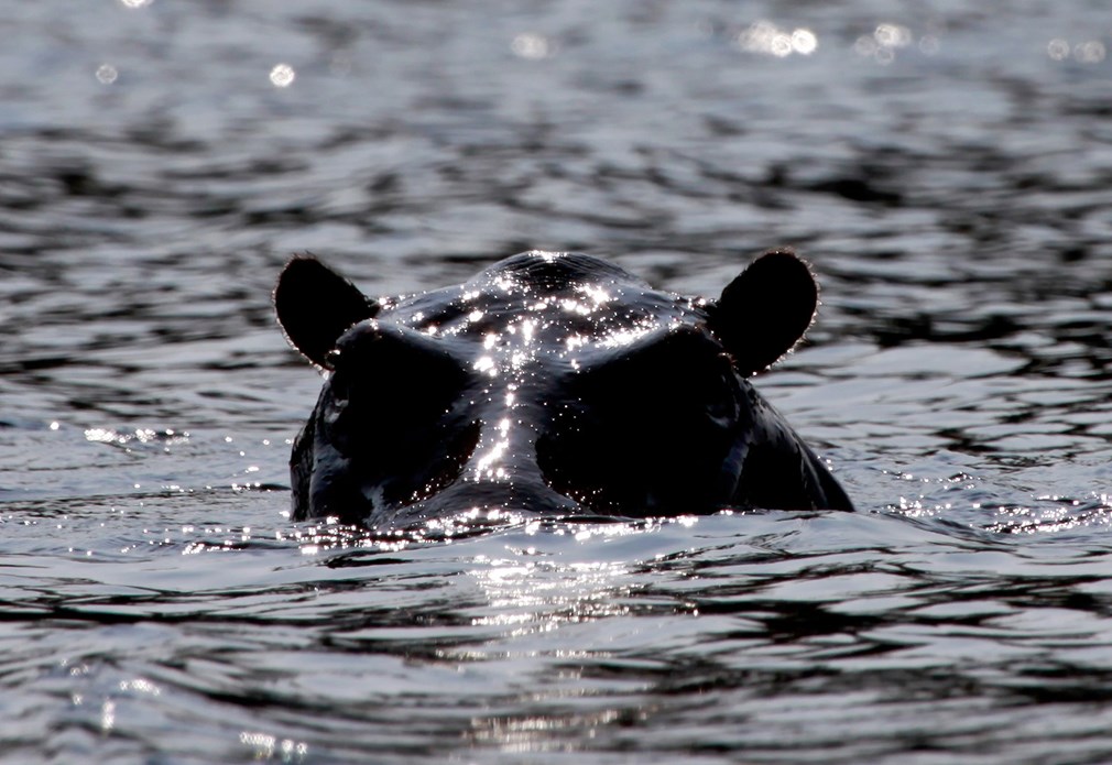 Nijlpaard met zijn hoofd boven water