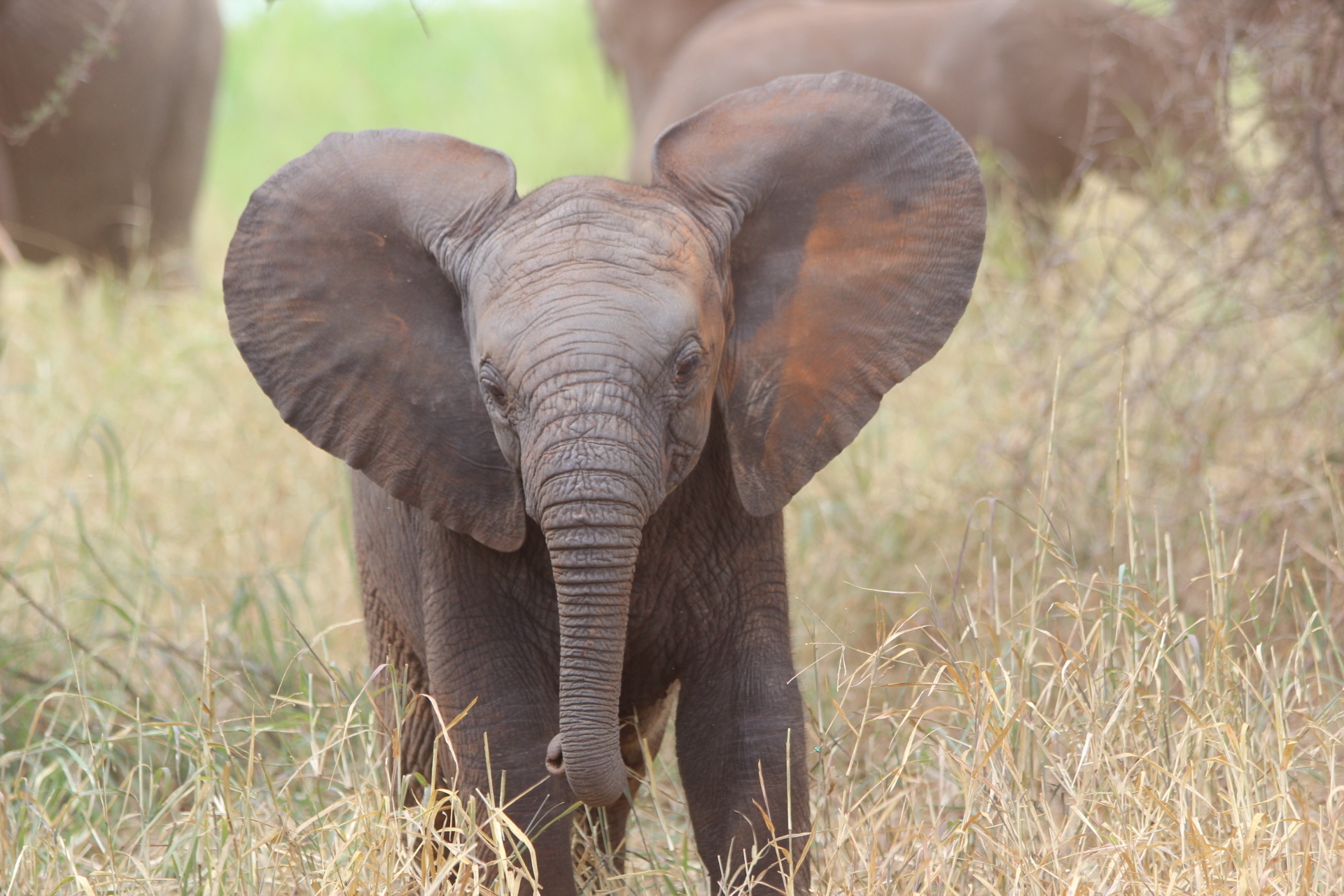 Baby olifant staat in het gras
