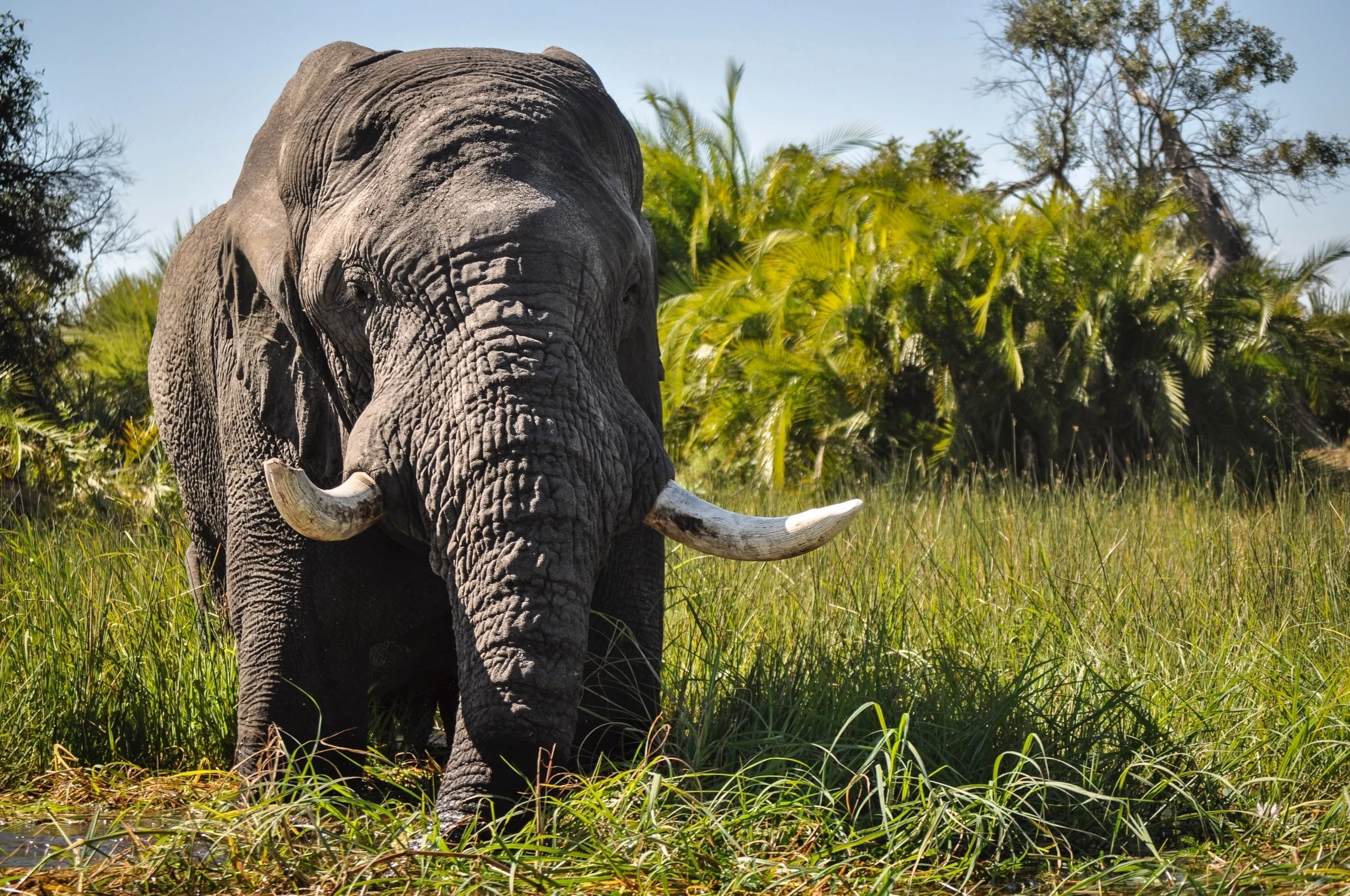 Savanneolifant WW267283