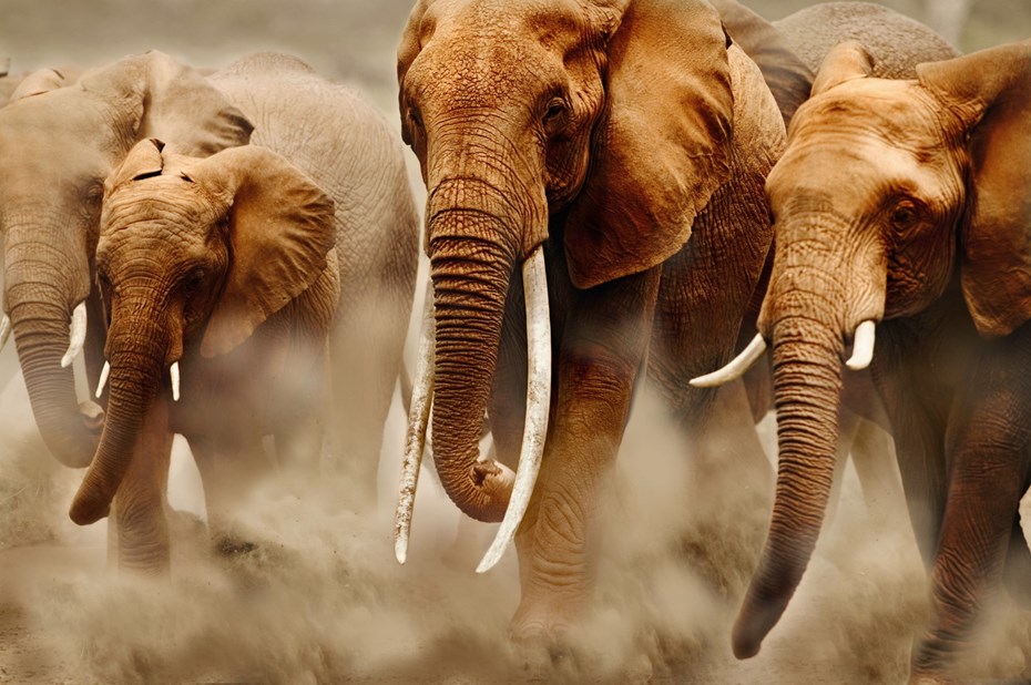 Groep olifanten in Amboseli National Park Kenya