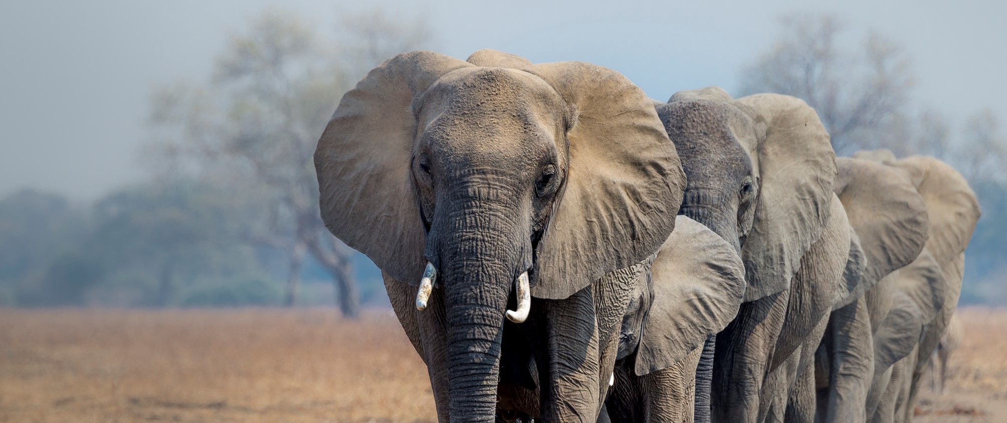 Kudde olifanten