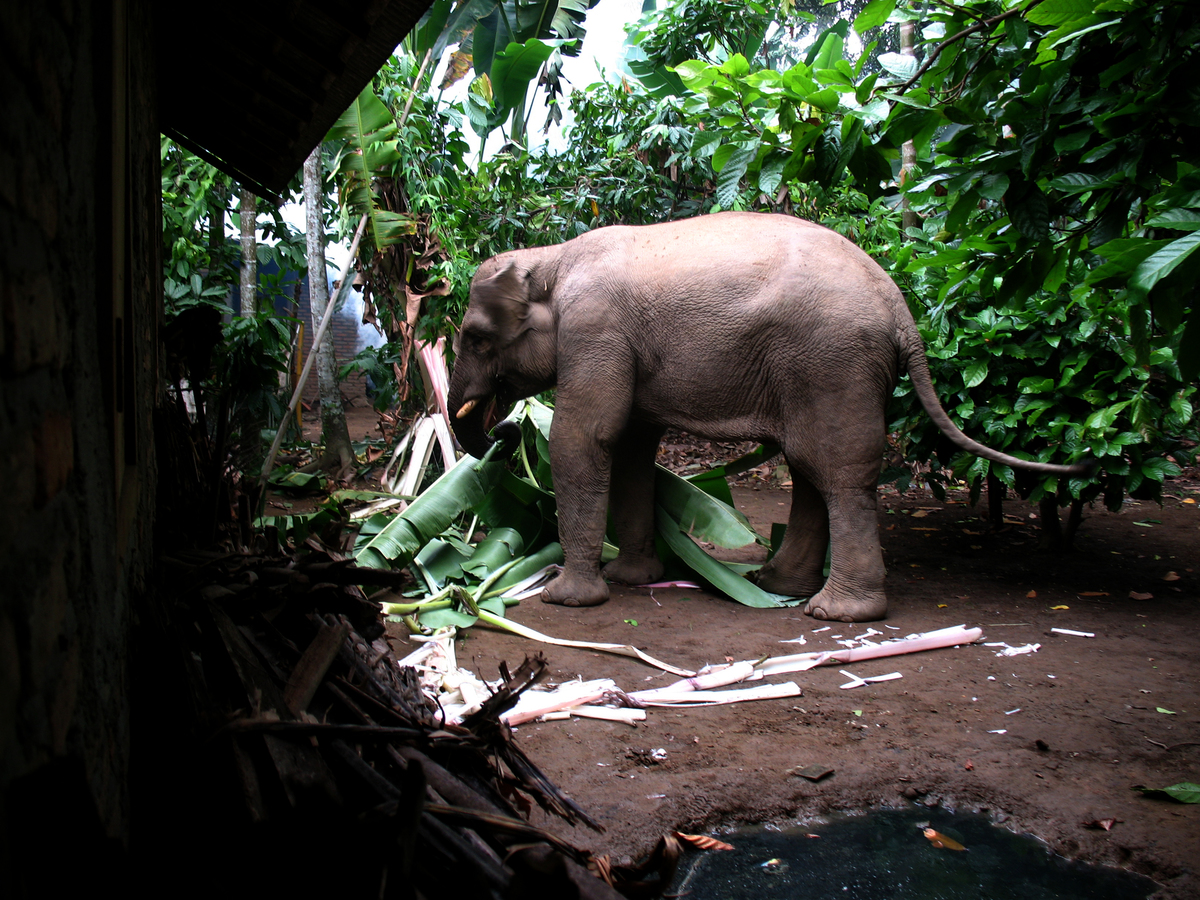 Wilde Sumatraanse olifant die dorp in Indonesië binnengaat