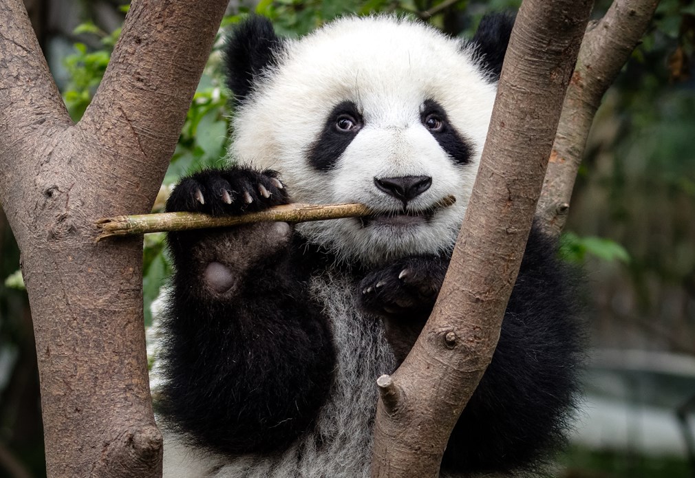 Panda kauwt op bamboe in boom
