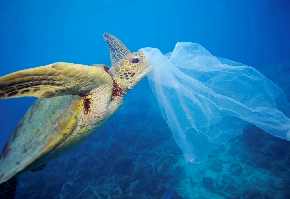 Groene zeeschildpad met een plastic zak