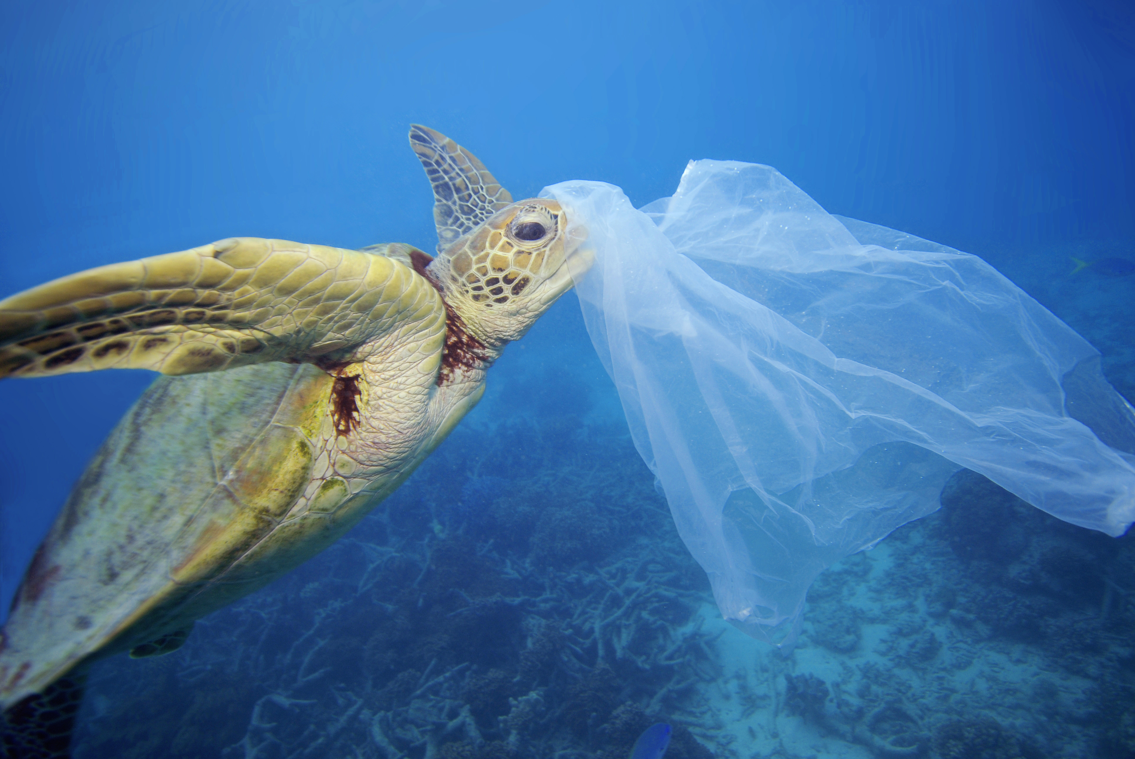 Groene zeeschildpad met een plastic zak