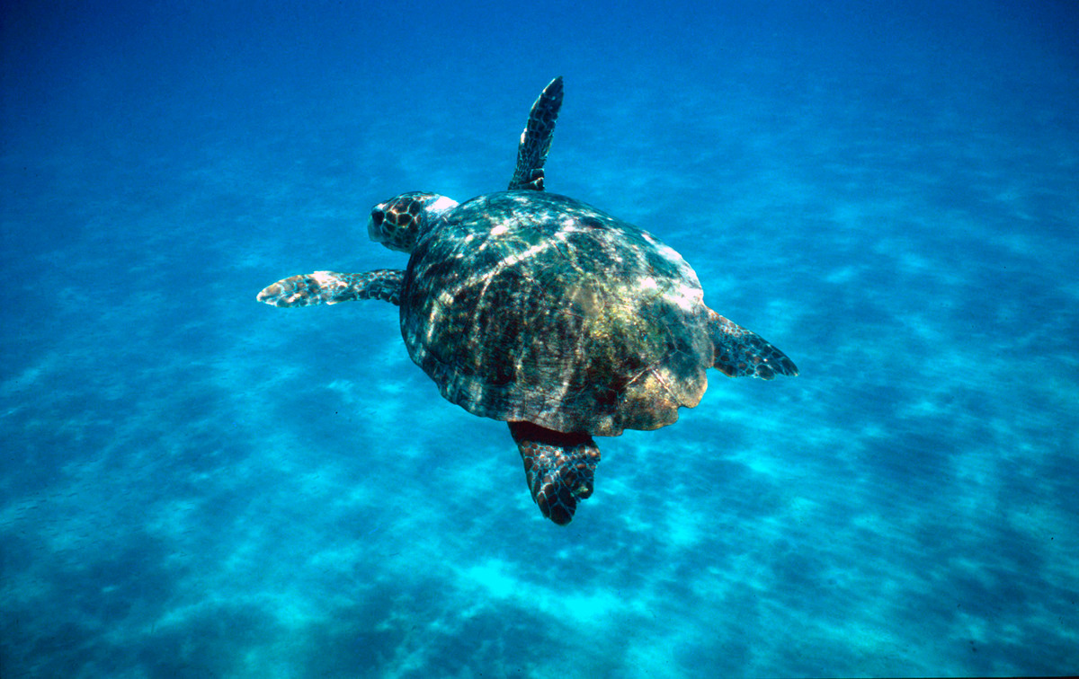 Bovenaanzicht karetschildpad zwemt in de zee