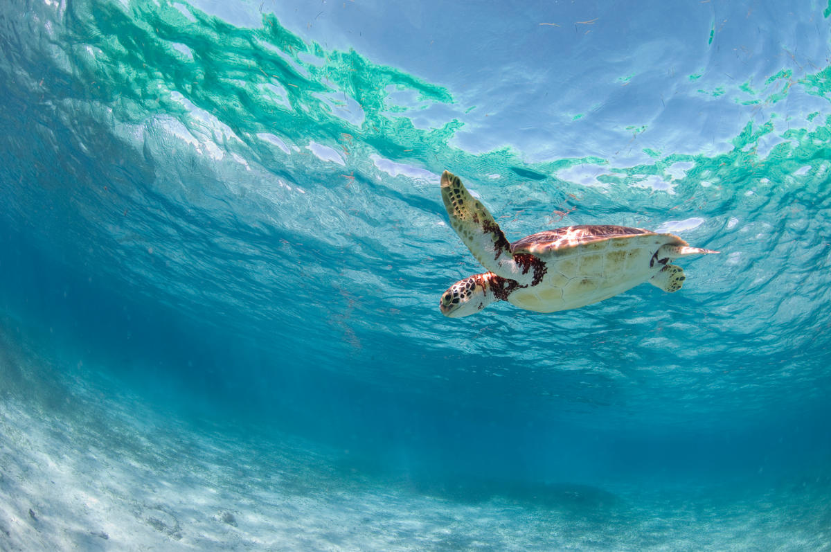 Zeeschildpad zwemt in de zee