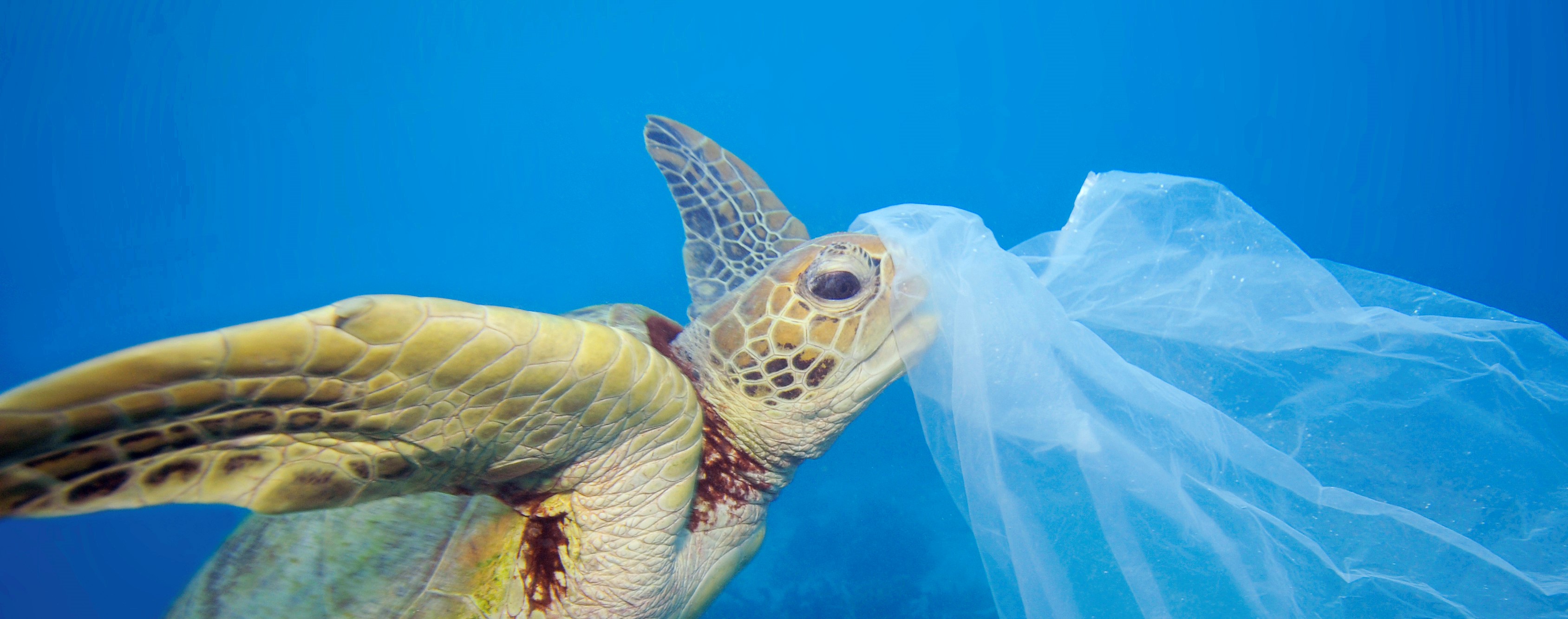 zeeschildpad met plastic zak in mond