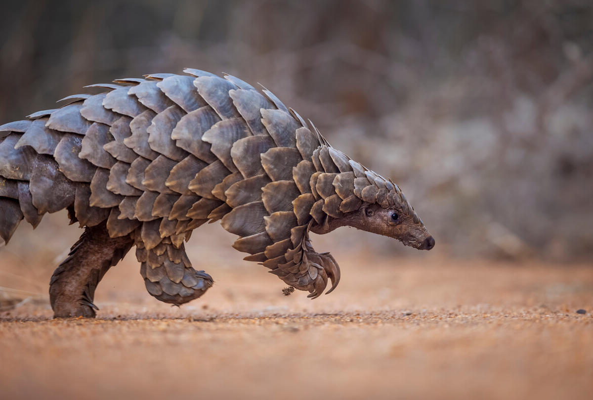 Schubdier loopt op zand