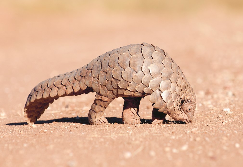Schubdier pangolin