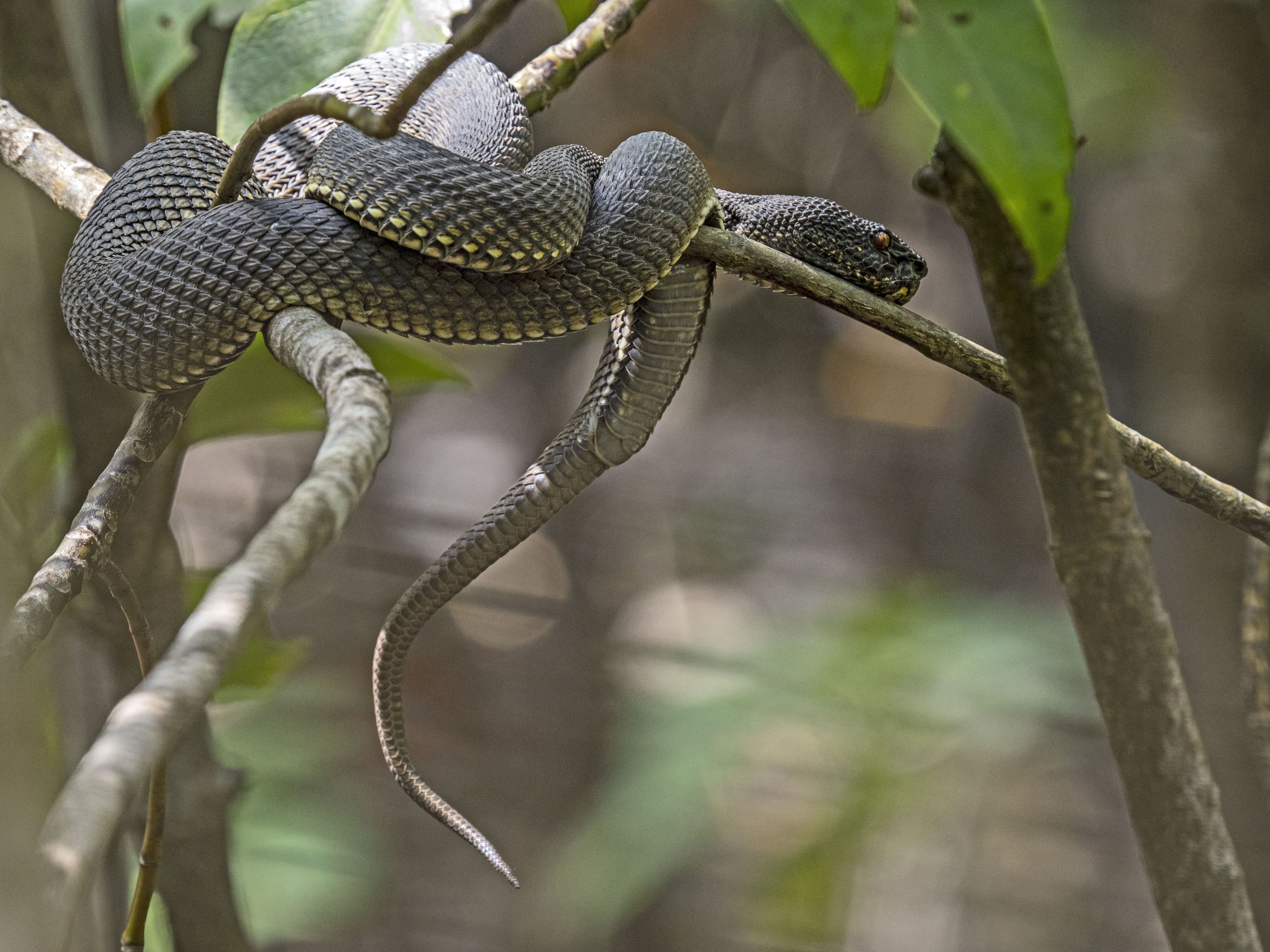 Slang in boom Singapore