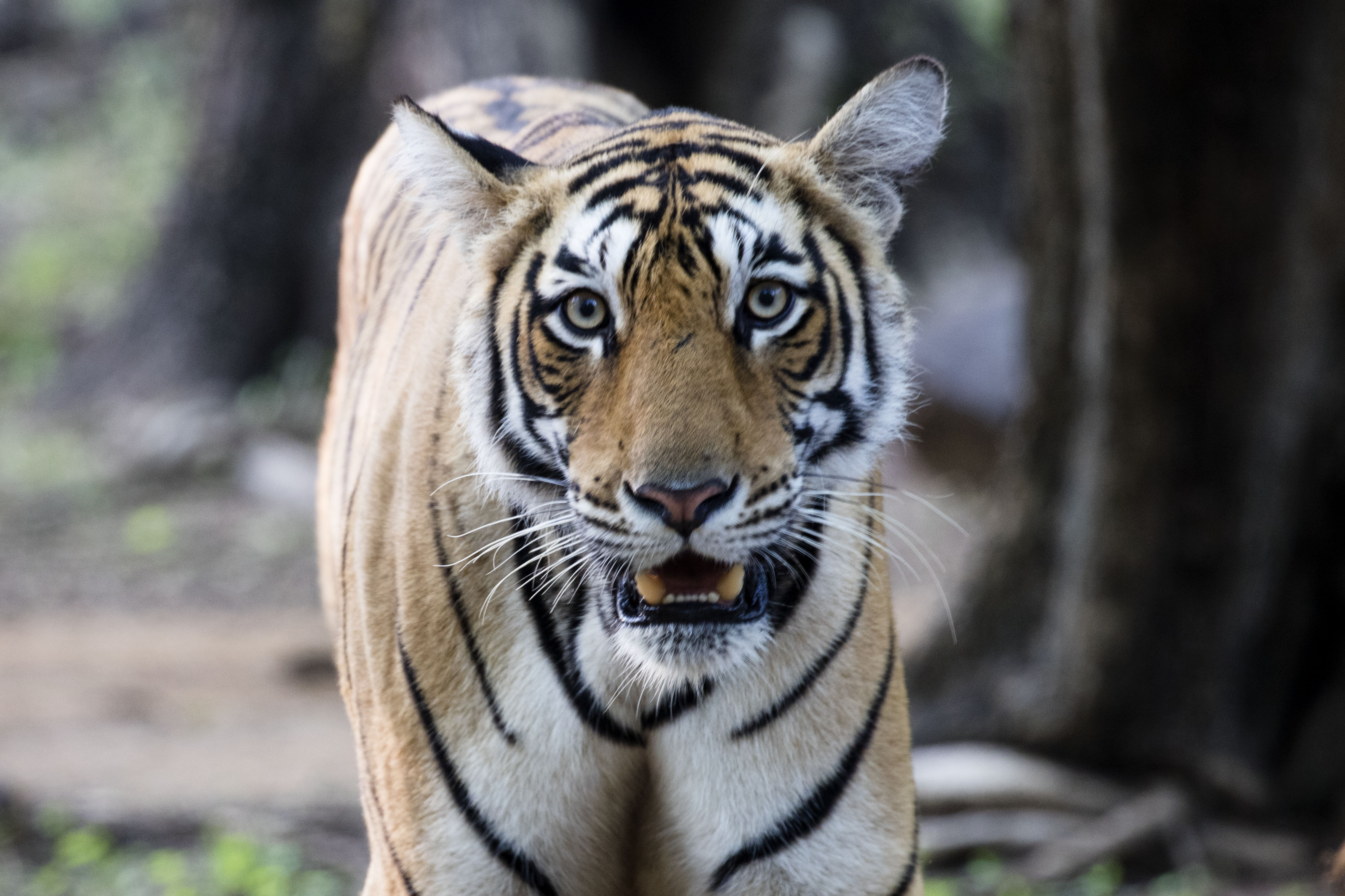 Close-up bengaalse tijger