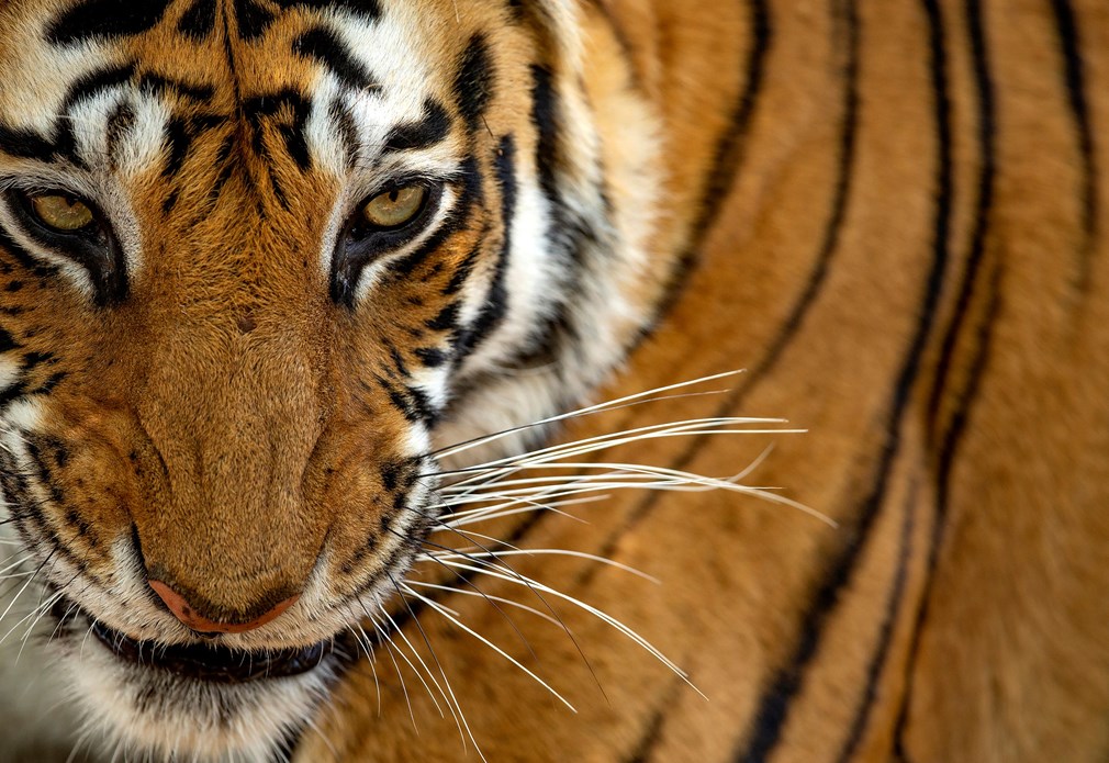 Tijger close-up