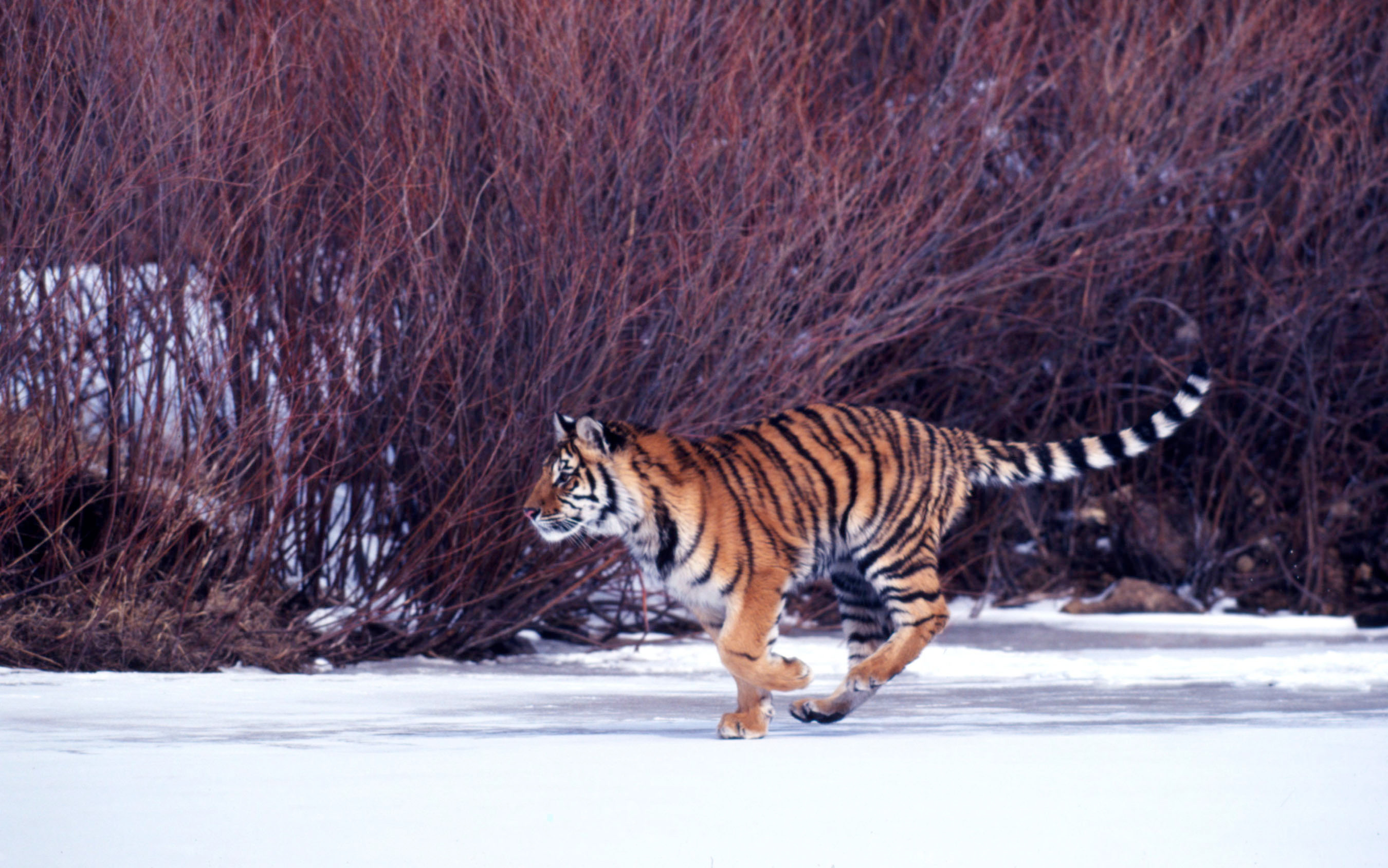 Rennende Siberische tijger in de sneeuw