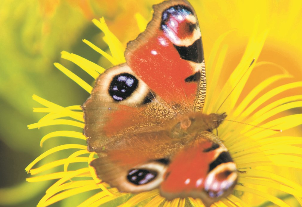 Vlinder op gele bloem