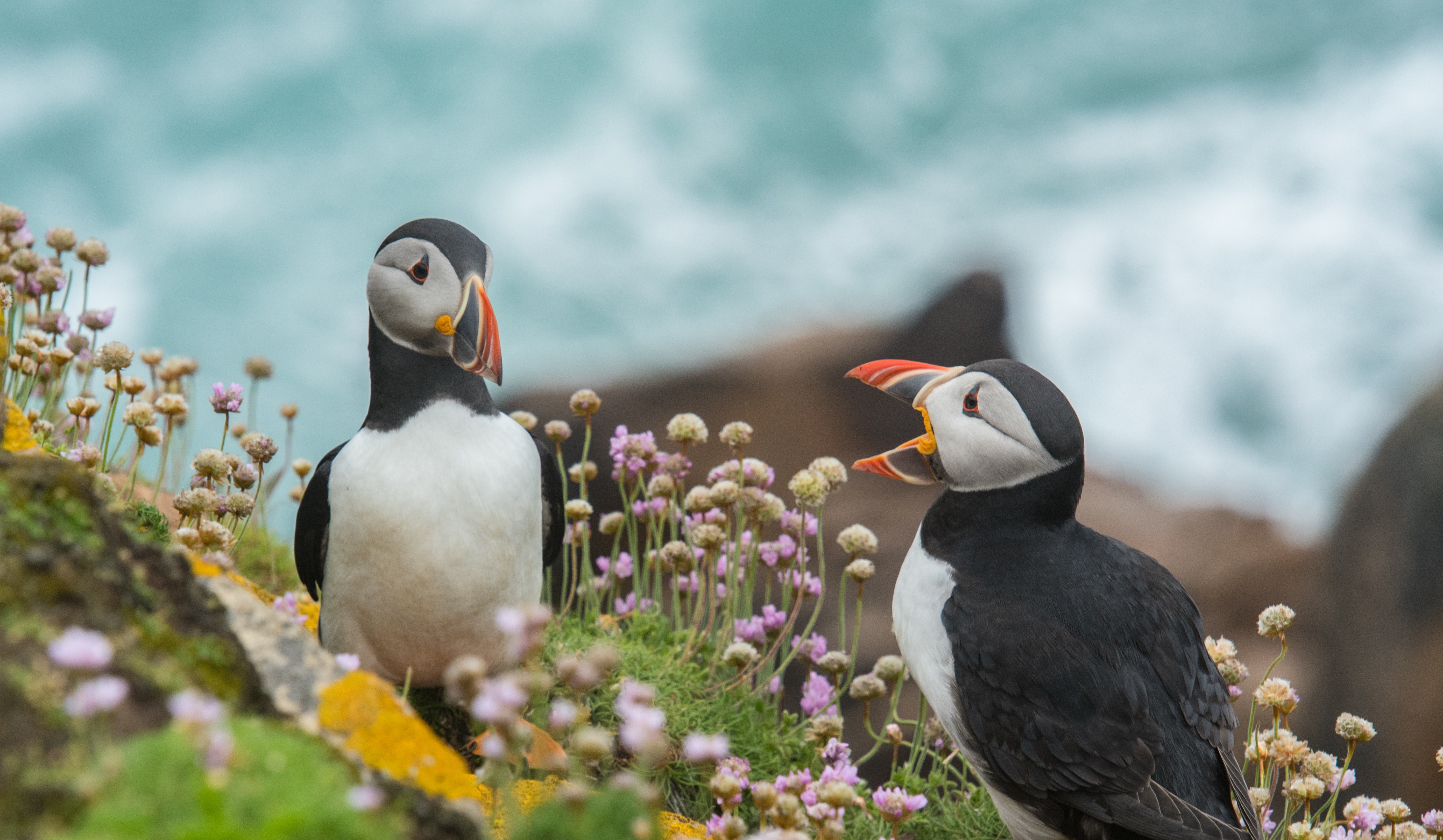 Twee papegaaiduikers 