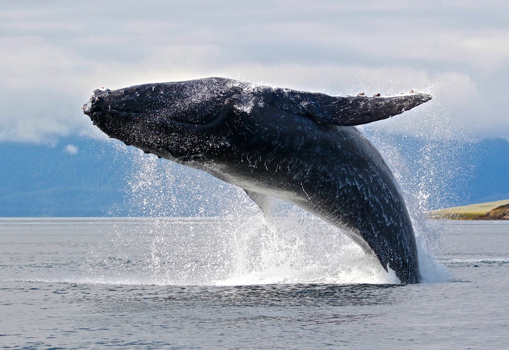 Bultrug walvis springt uit het water