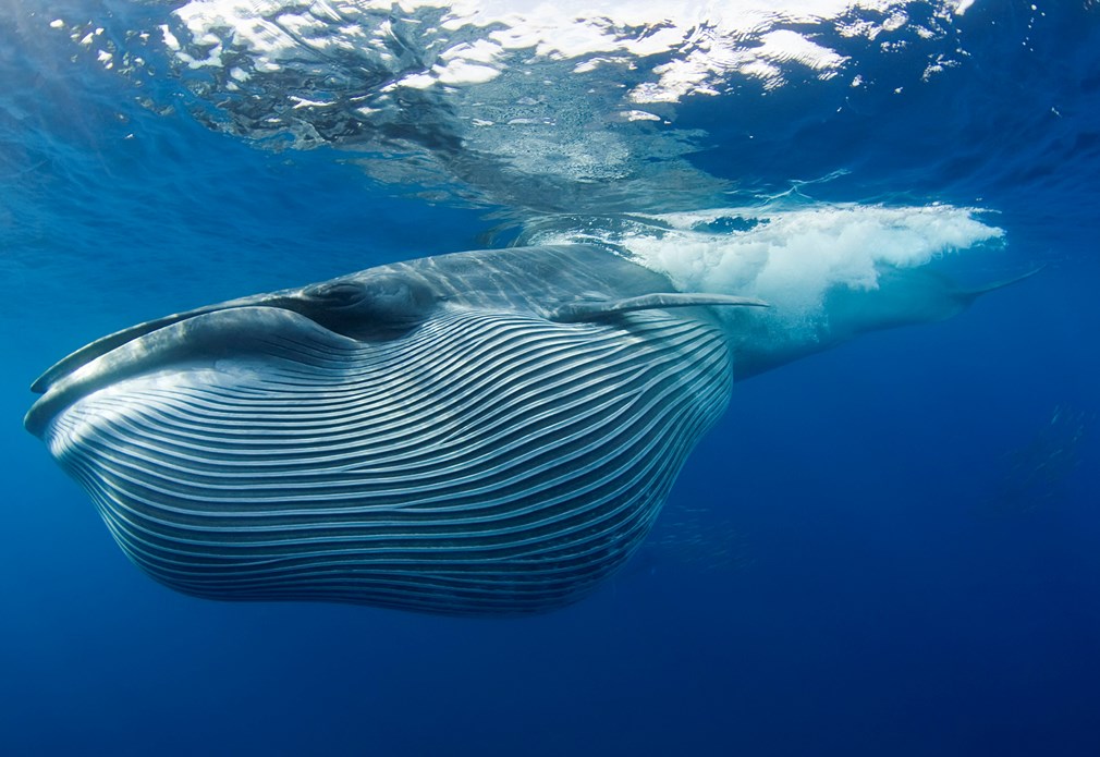 Walvis duikt