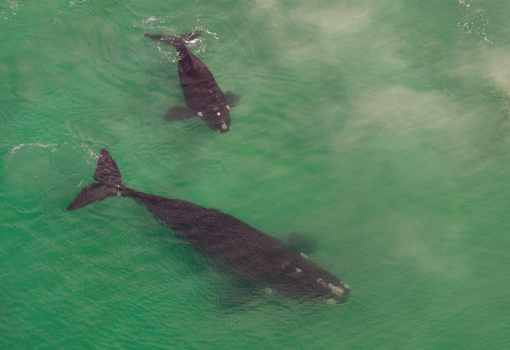Een walvis moeder en een kalf in ondiepe water