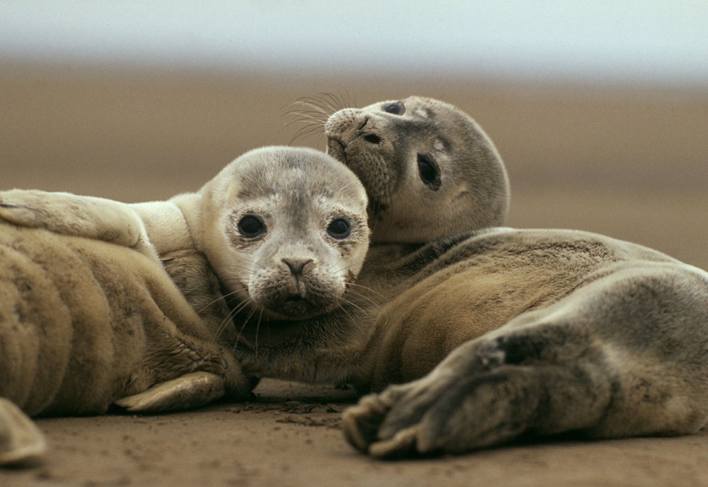 Twee zeehonden liggen tegen elkaar op het zand