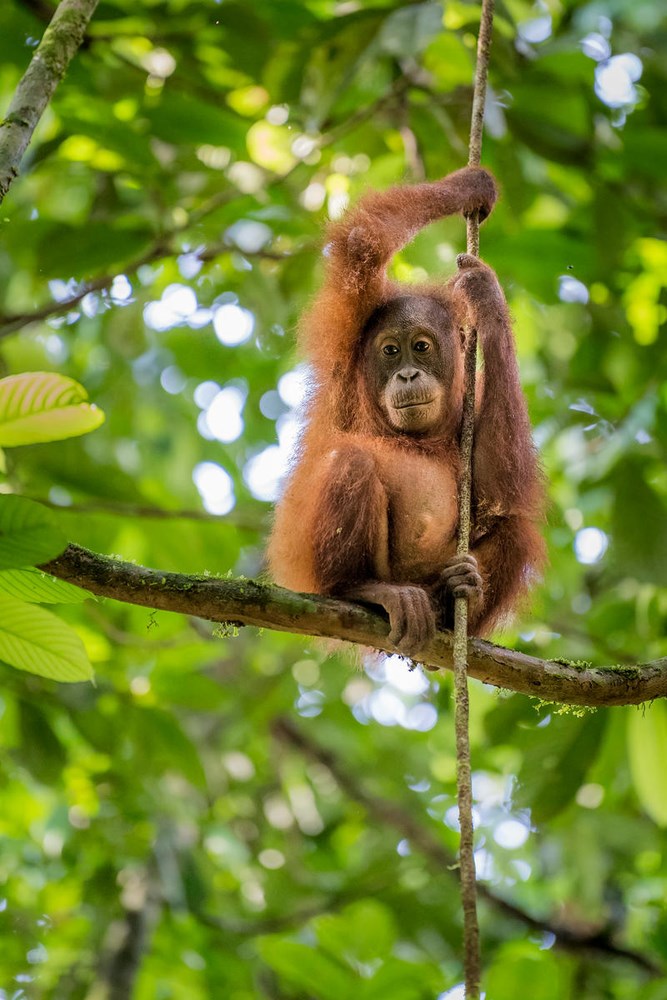 Orang-oetan zit op een tak in het bos