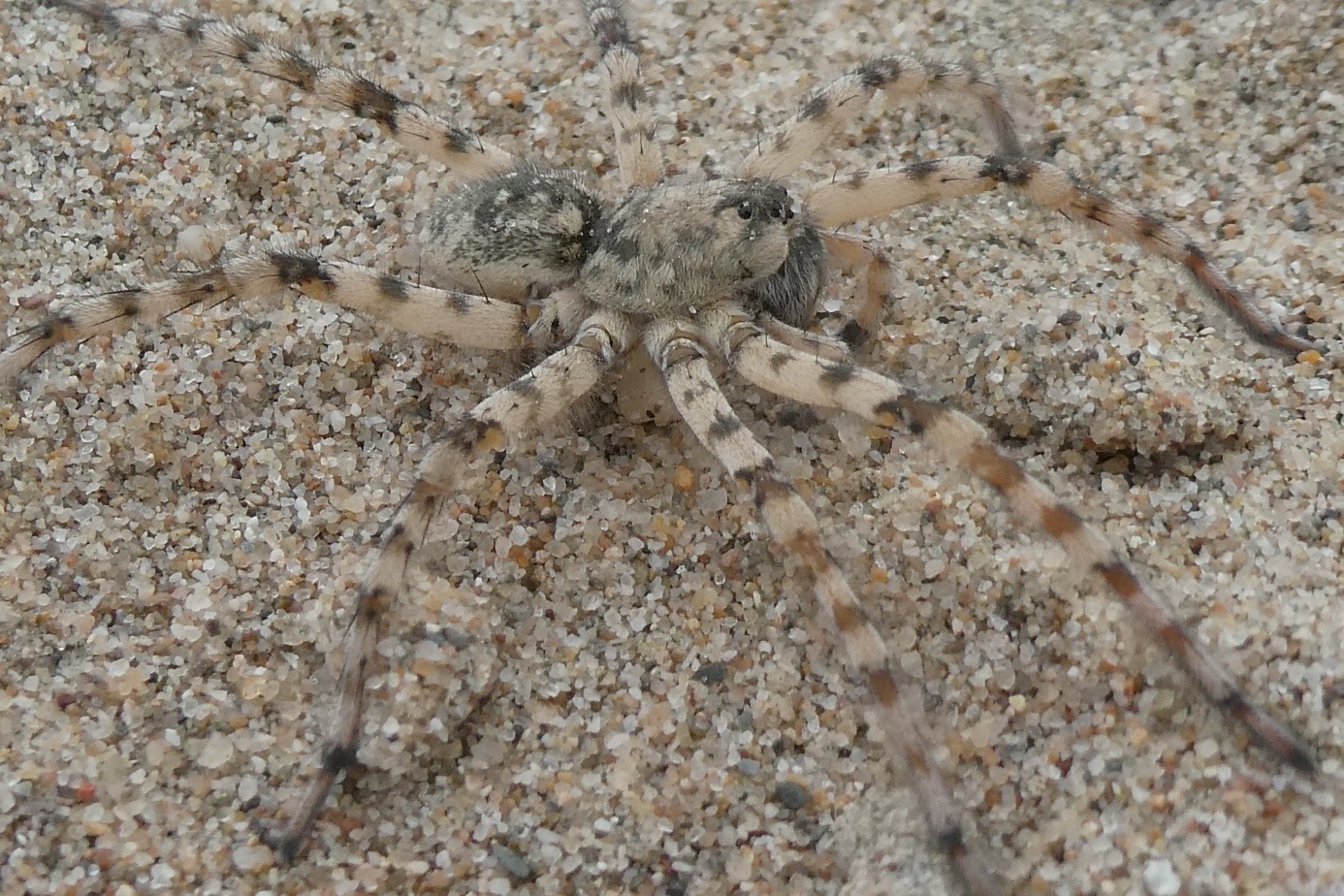 Spin, Millingerwaard