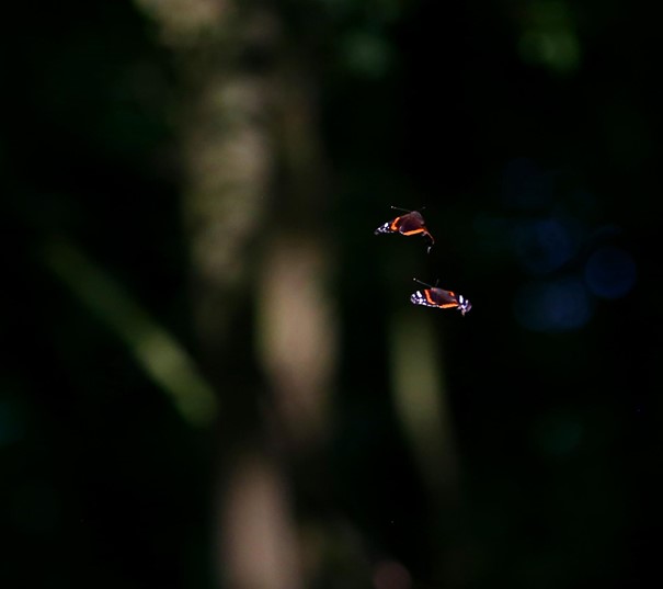 Vlinders vliegen, Millingerwaard