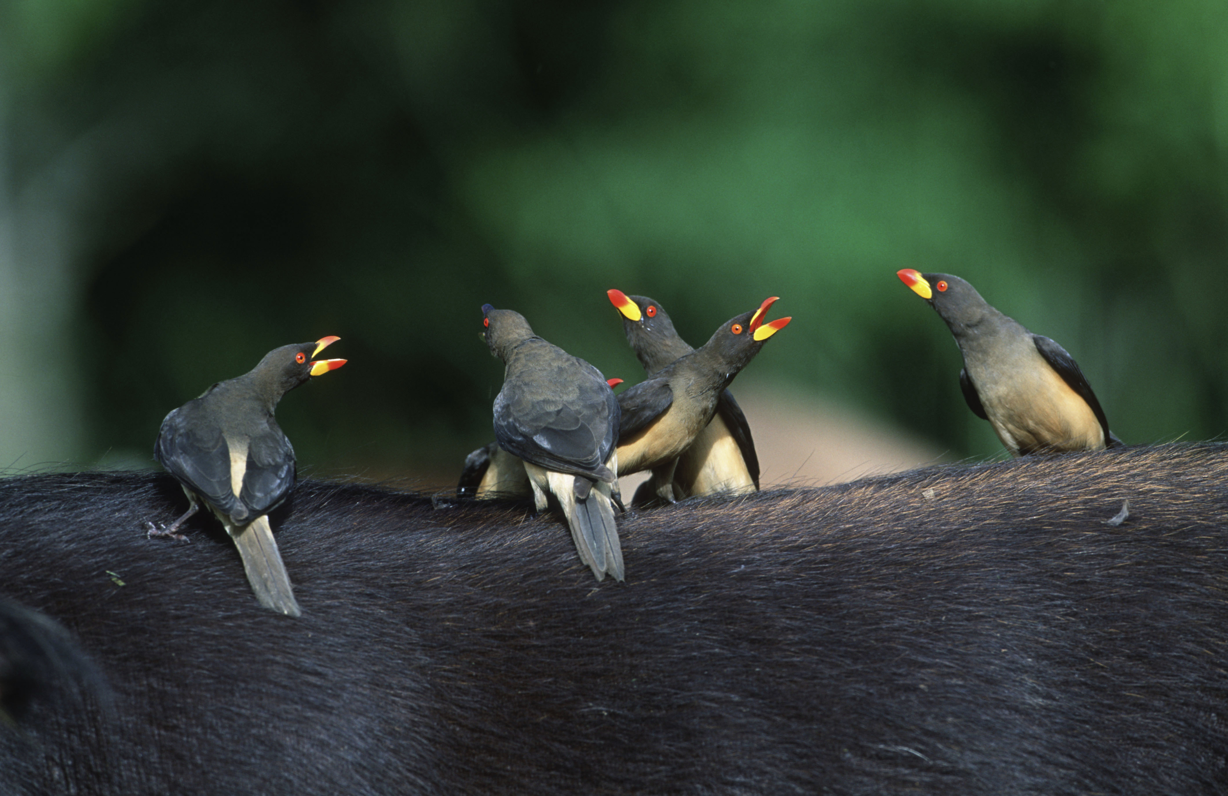 Ossenpikkers op de rug van een buffel