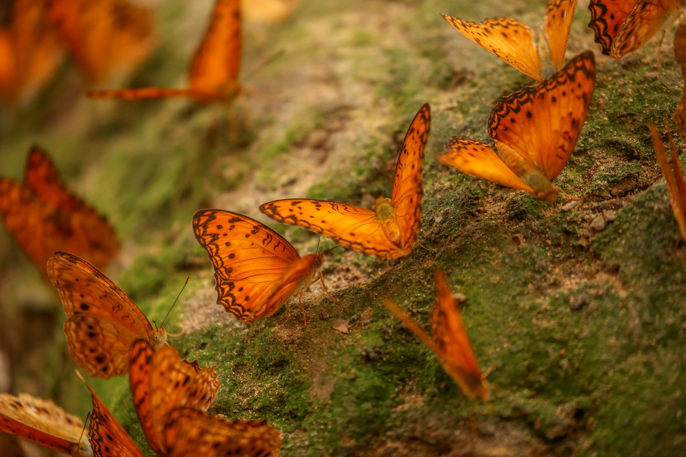Vlinders in Messok Dja National Park
